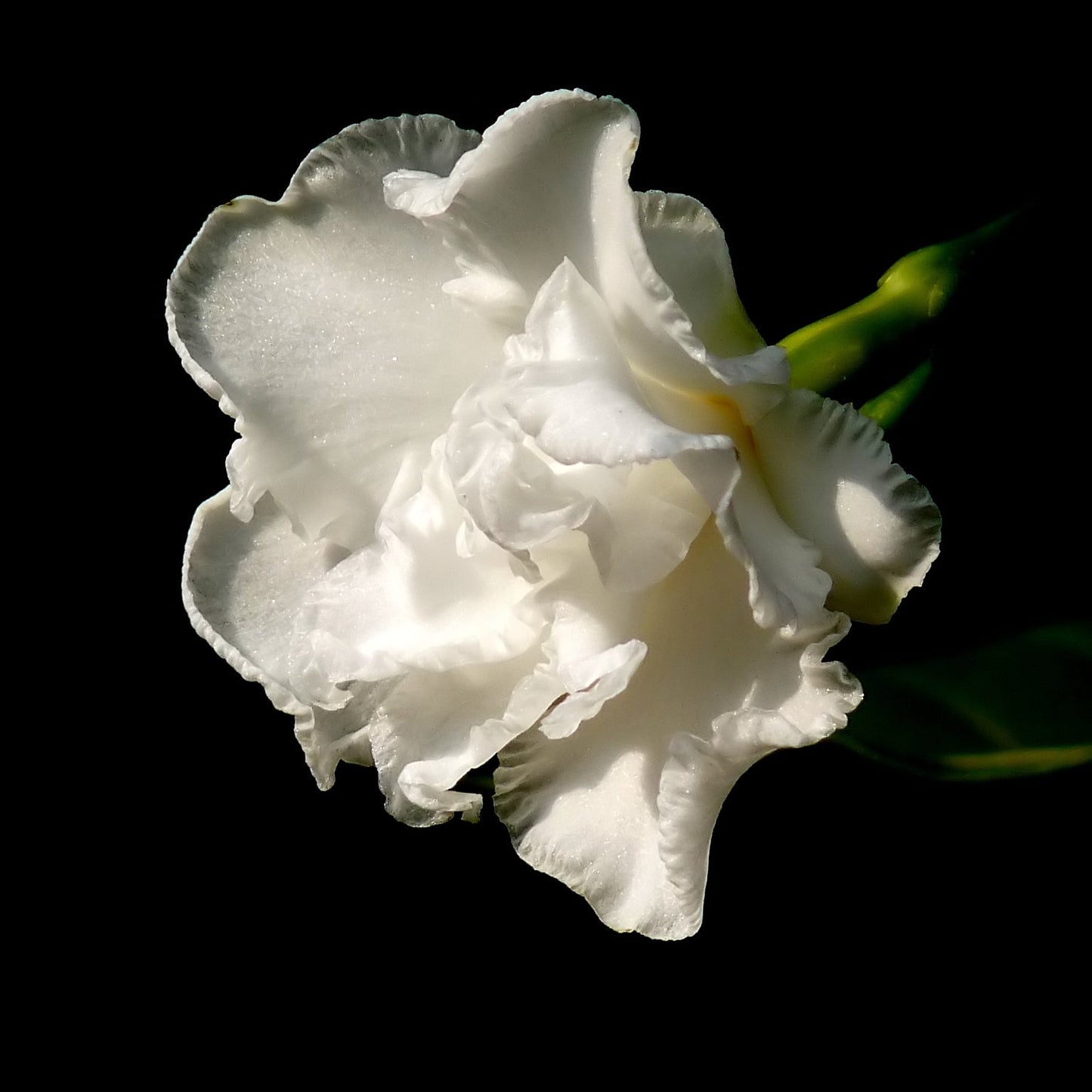 Tabernaemontana divaricata 'Flore Pleno' (Crepe Jasmine) S017