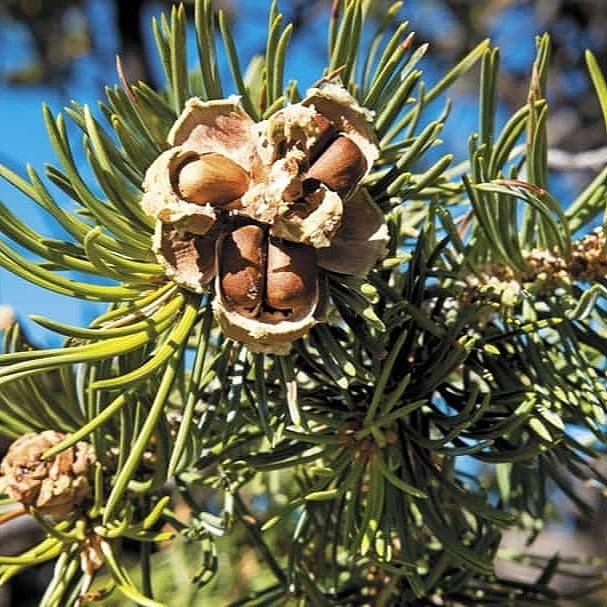 Pinus pinea (Pine Nut) S003