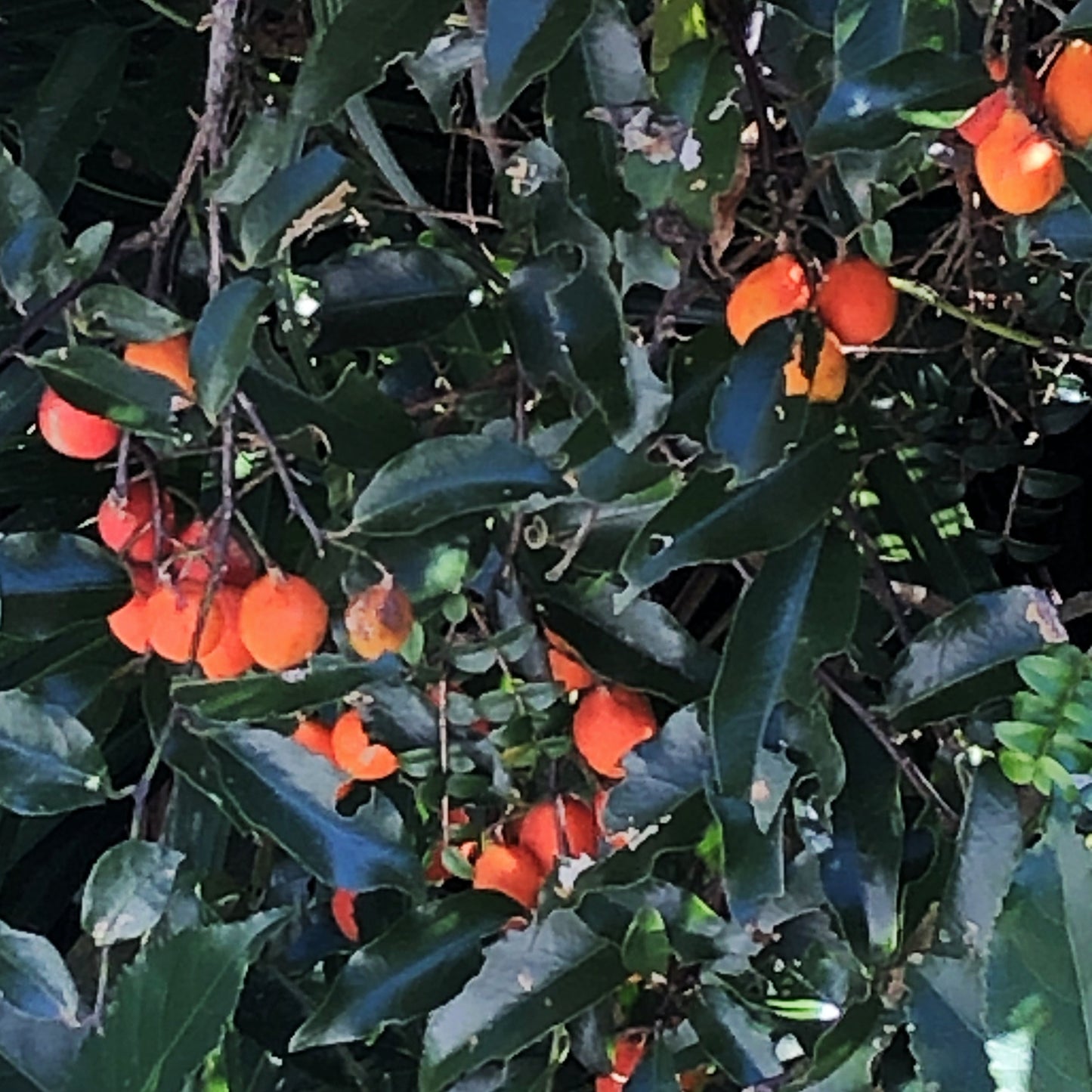 Passiflora tetrandra (New Zealand Passionfruit, Kōhia)
