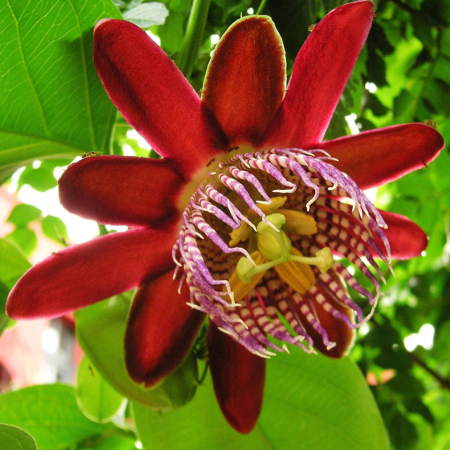 Passiflora alata (Fragrant Granadilla) S020