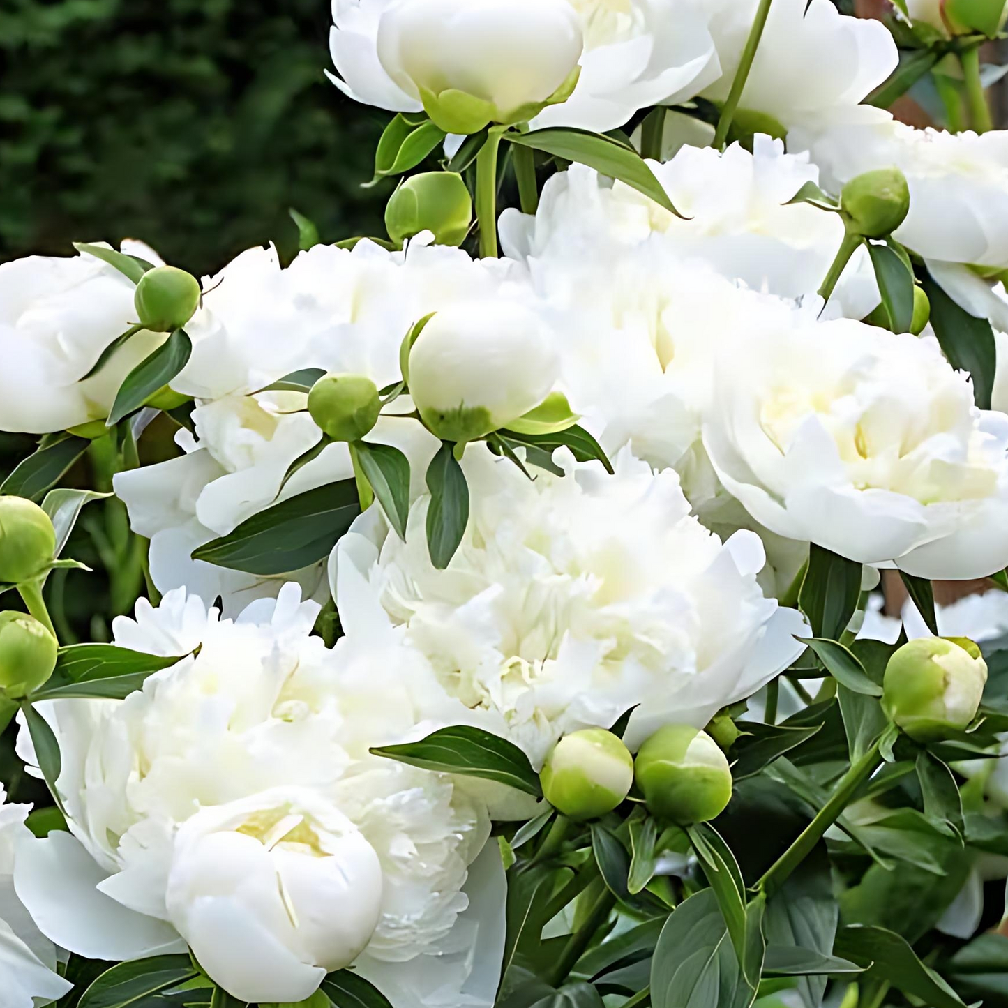 Paeonia lactiflora 'Duchesse de Nemours' (Peony) S001