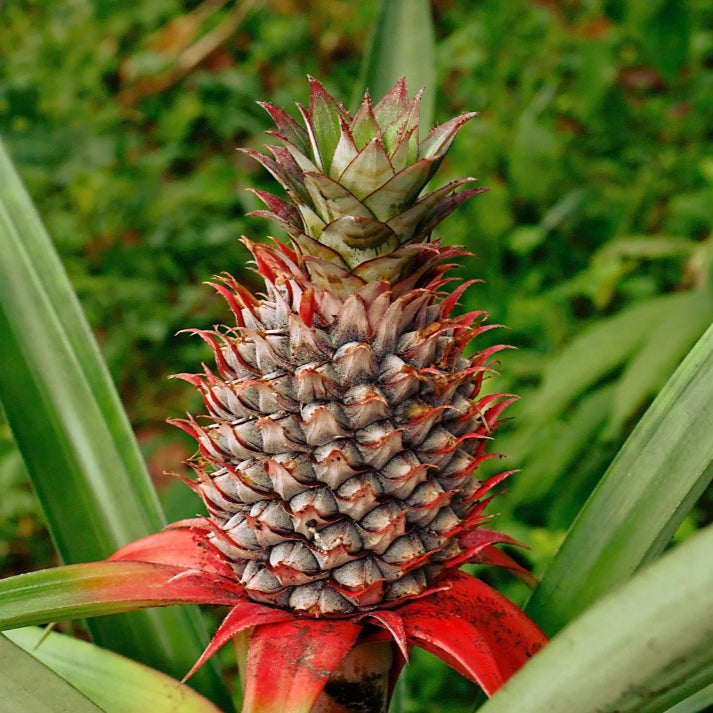 Ananas comosus 'Red' (Pineapple) Pikirangi