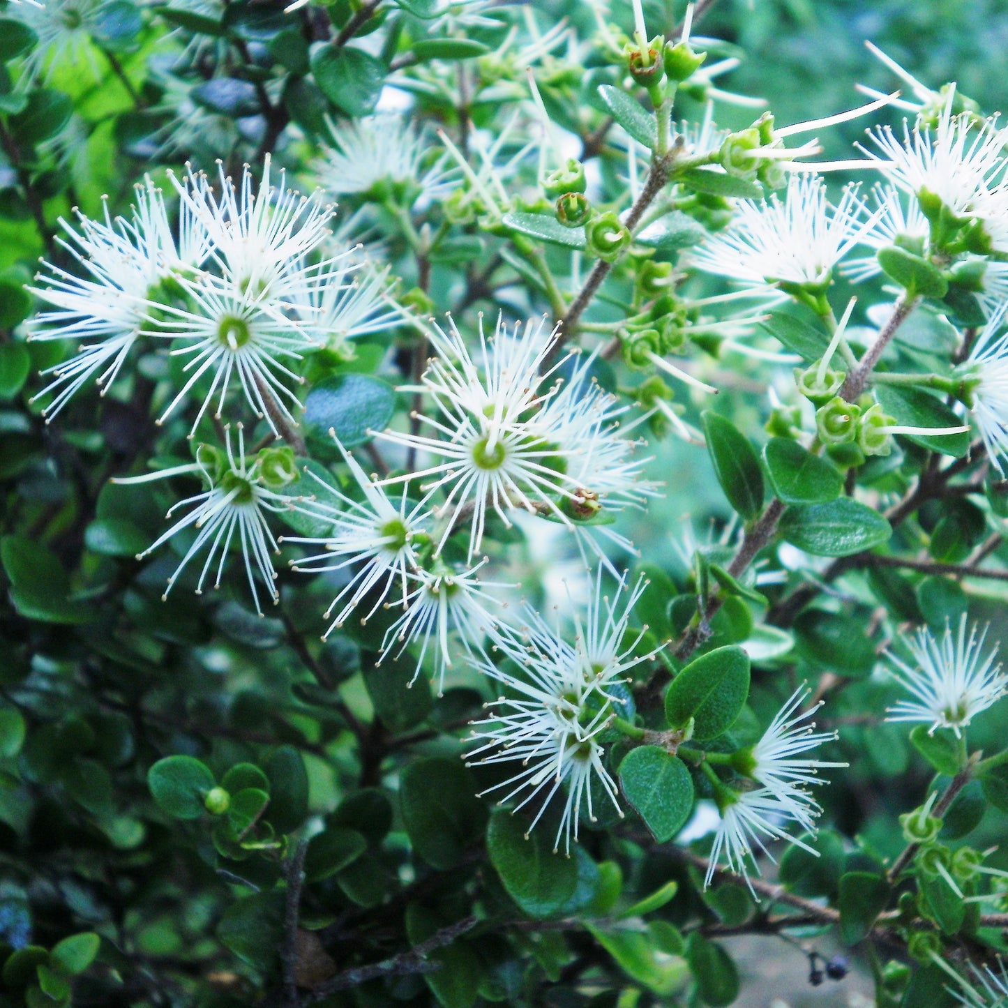 Metrosideros perforata (Climbing Rata) S007