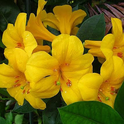 Rhododendron 'Guilded Sunrise' (Vireya) S007