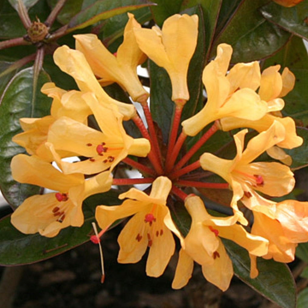 Rhododendron 'Golden Charm' (Vireya) S003
