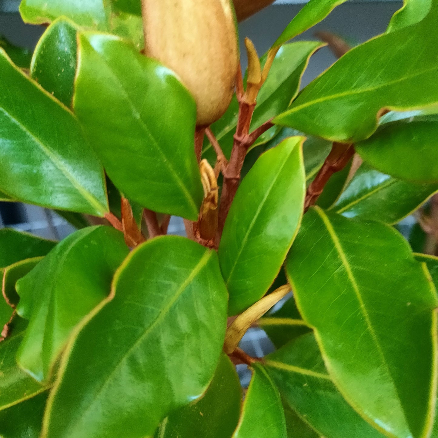 Magnolia grandiflora 'Little Gem' (Southern Magnolia) S002