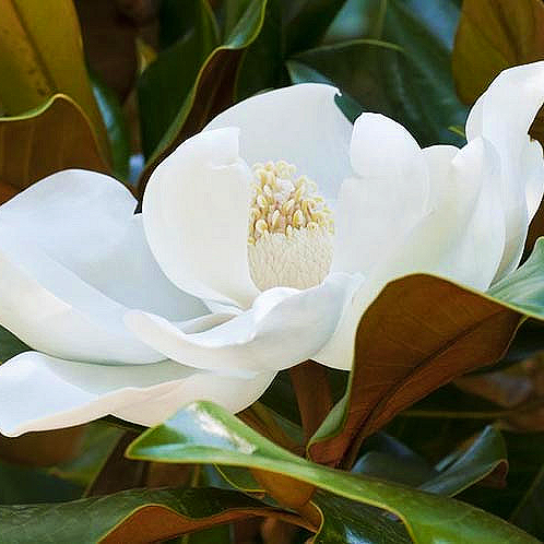 Magnolia grandiflora 'Kay Parris' (Southern Magnolia) S002
