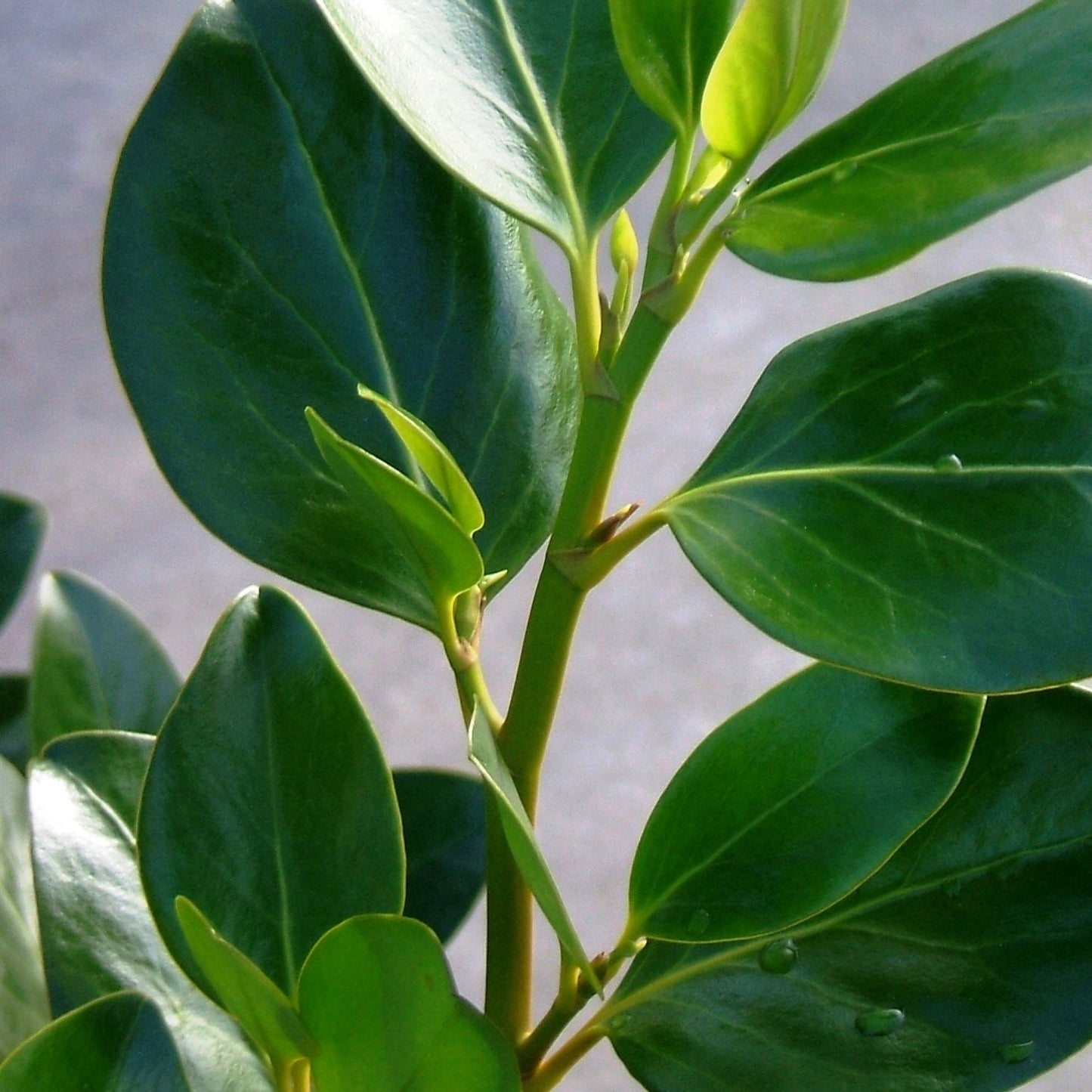 Griselinia littoralis 'Ardmore Emerald' (Kapuka) Pikirangi