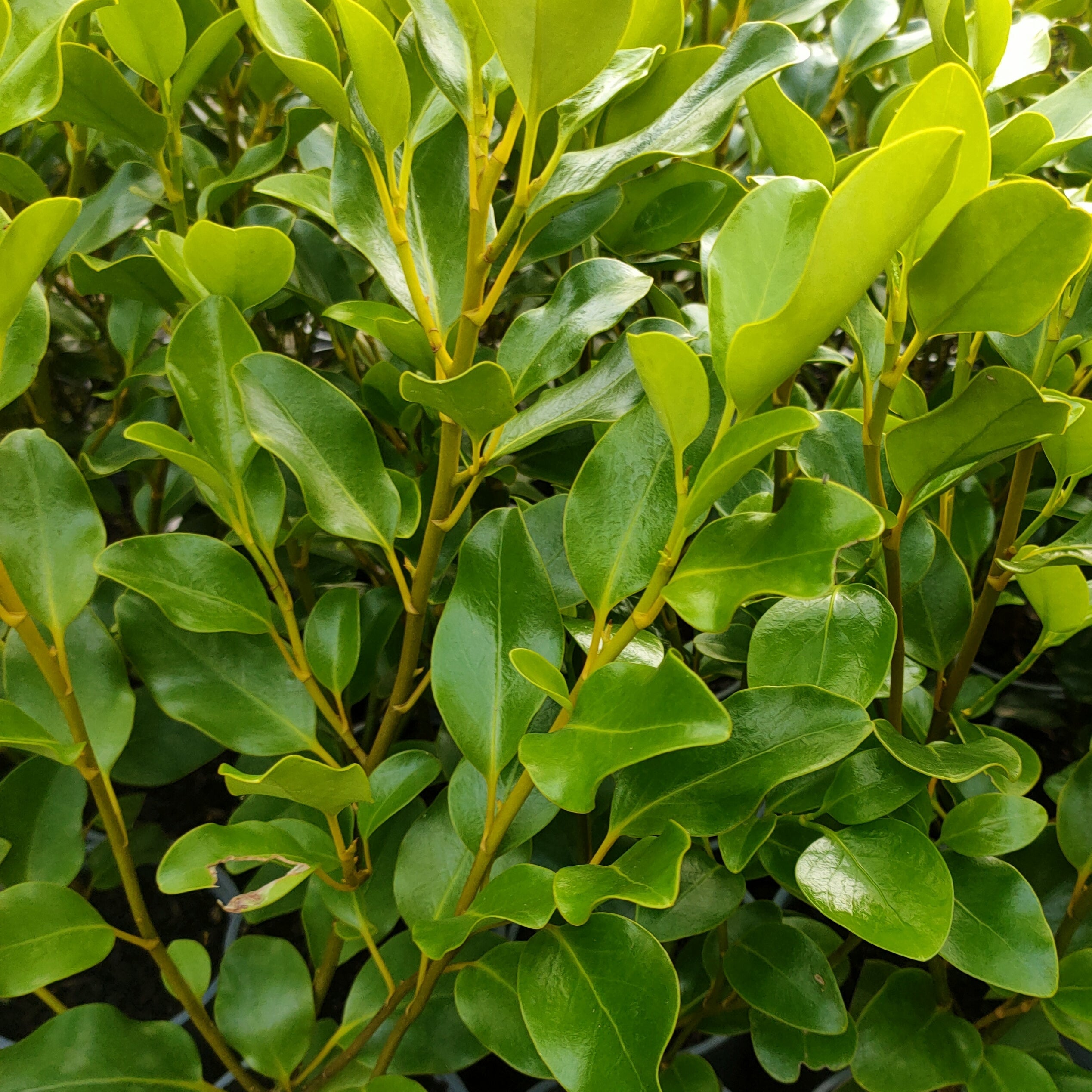 Griselinia Littoralis Kapuka Pikirangi Online Garden Centre griselinia-littoralis-kapuka-pikirangi-online-garden-centre