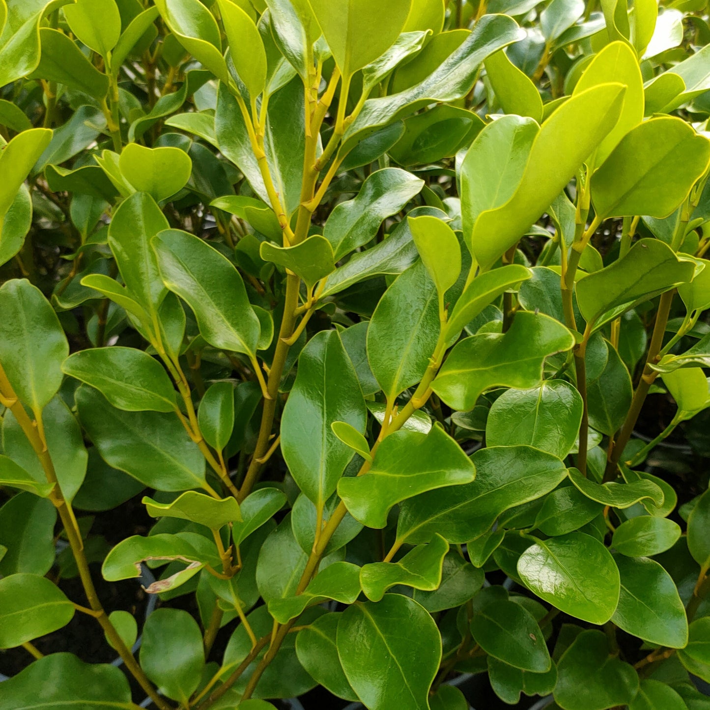 Griselinia littoralis (Kapuka) Pikirangi