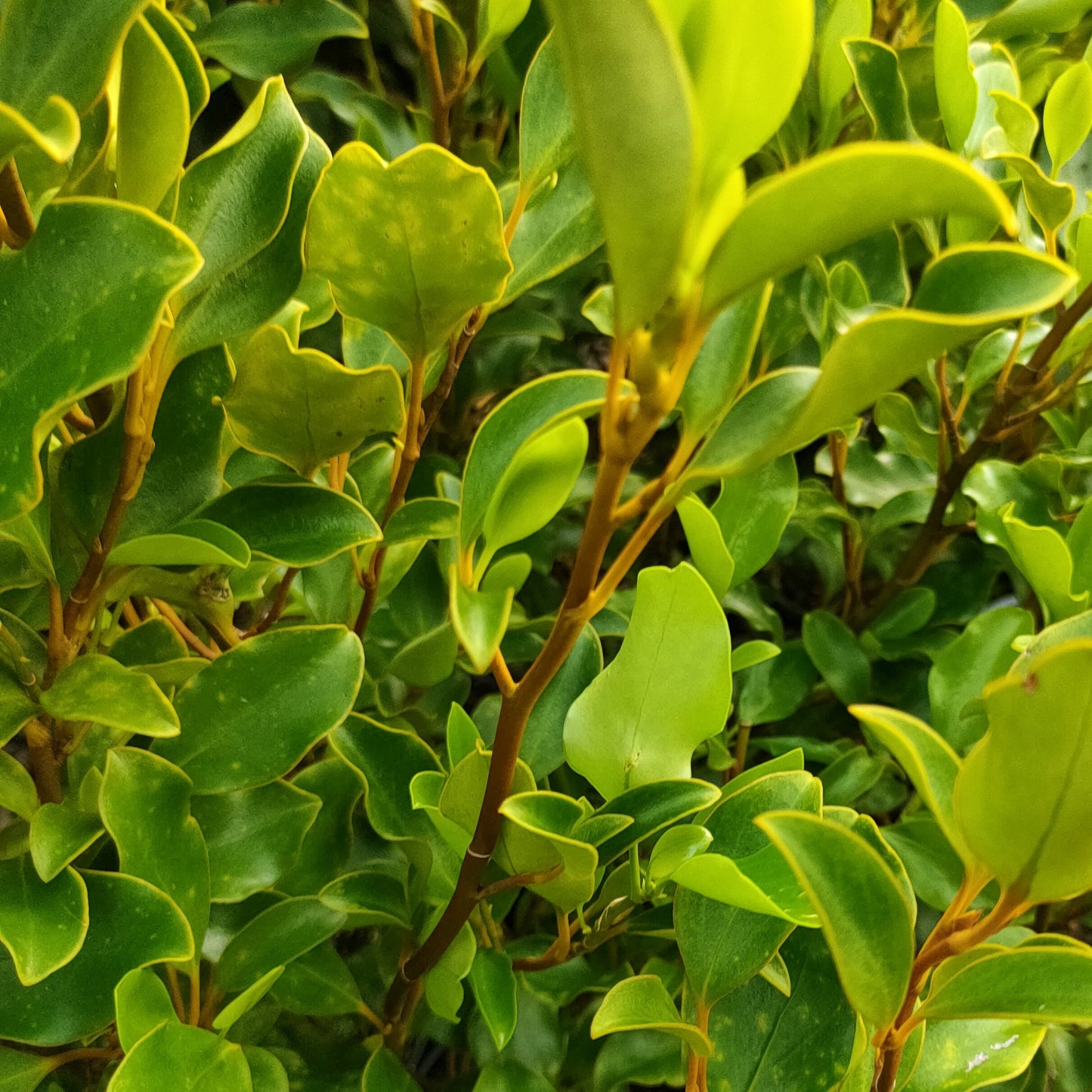 Griselinia littoralis 'Alpine' (Kapuka) Pikirangi