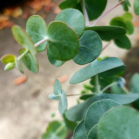 Eucalyptus pulverulenta 'Baby Blue' (Silver-leaved Mountain Gum)