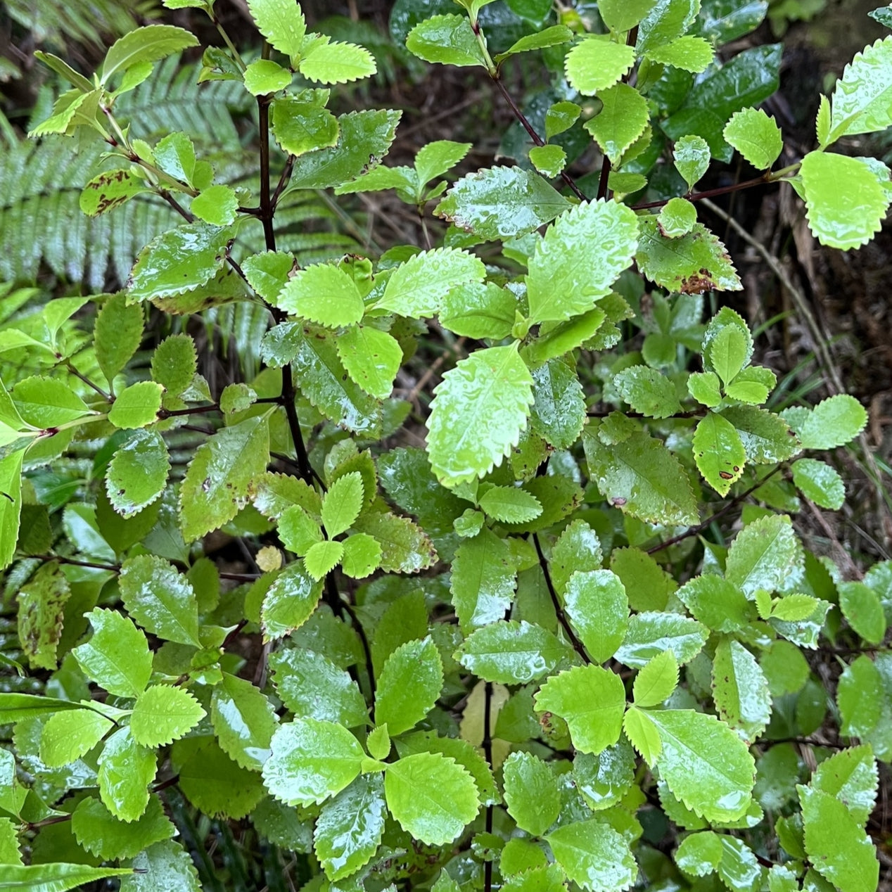 Ascarina lucida (Hutu) Pikirangi