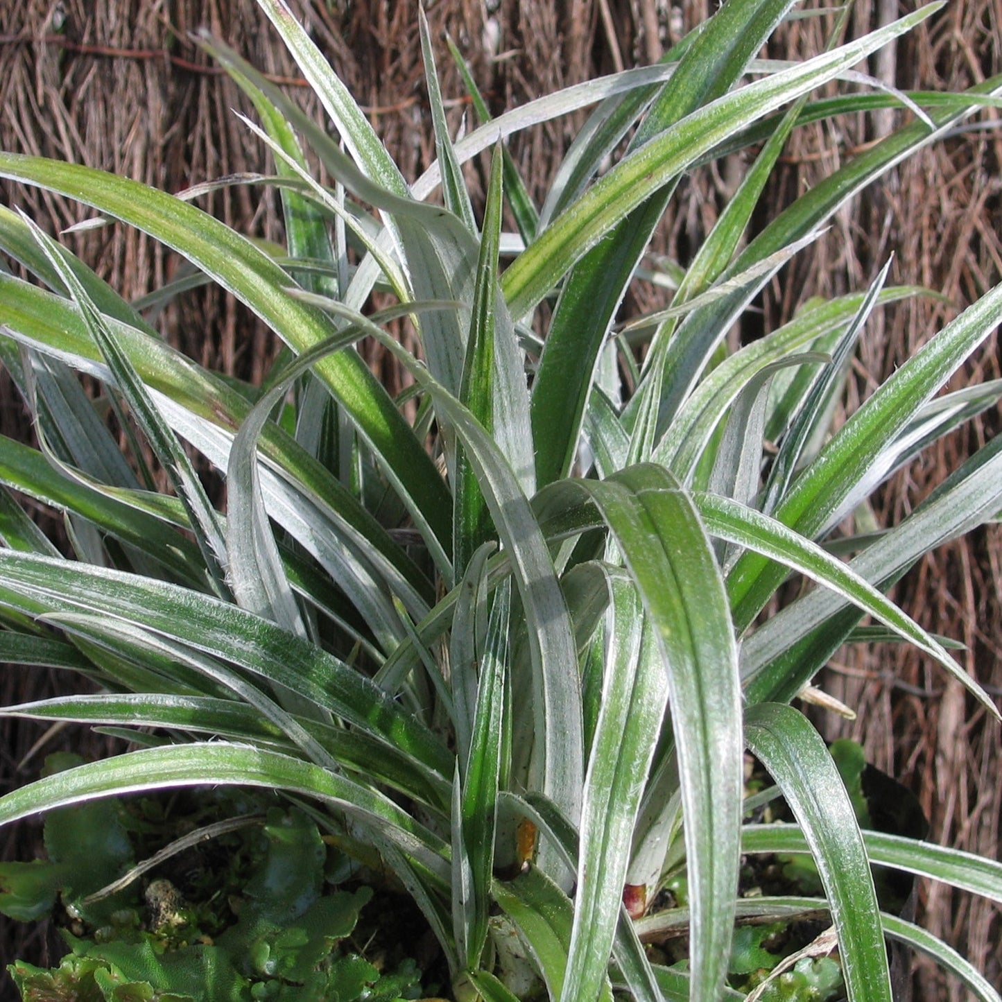 Astelia banksii (Wharawhara) Pikirangi