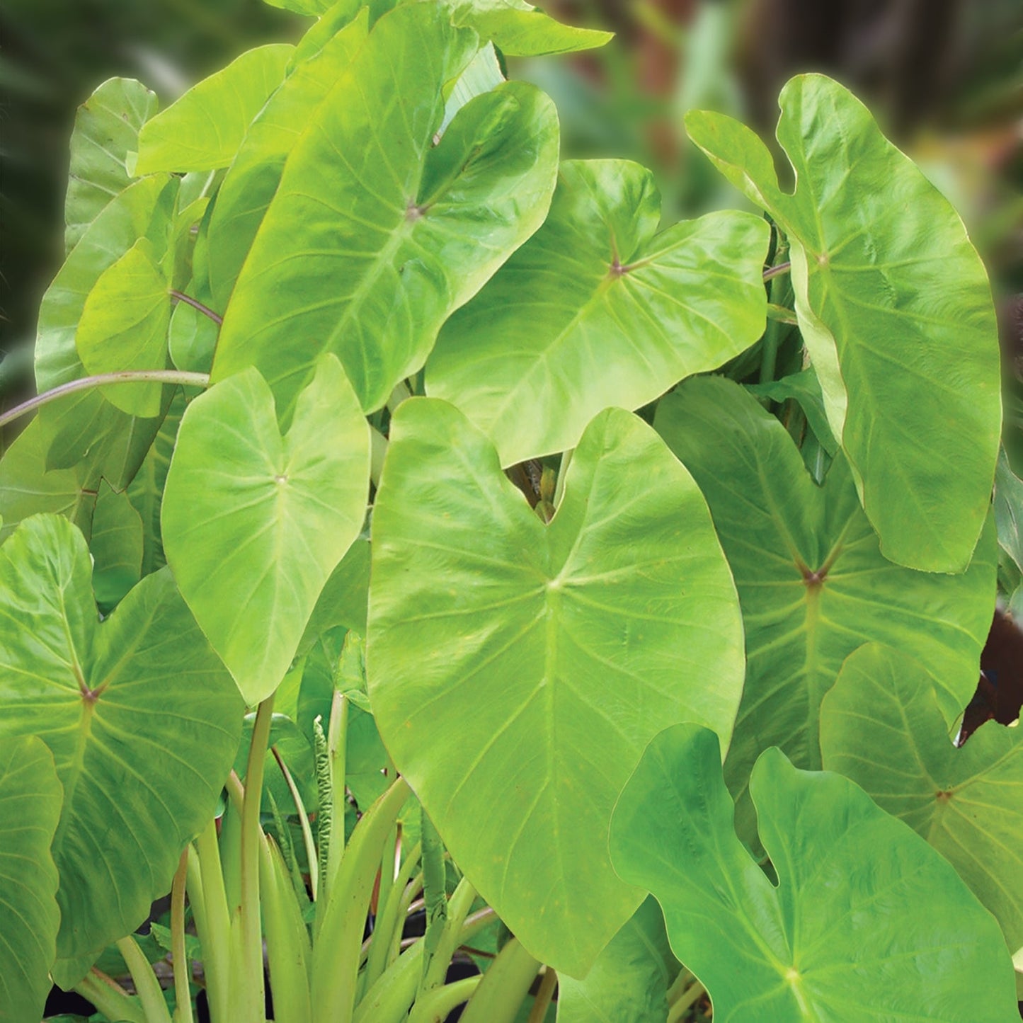 Colocasia esculenta 'Maui Gold' S012
