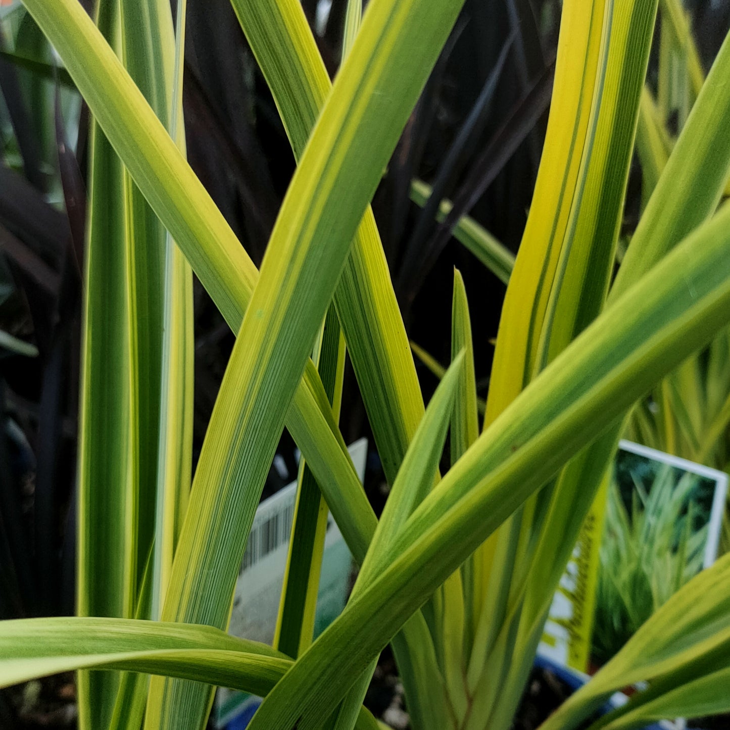 Phormium colensoi 'Duet'Β (Wharariki, Flax)