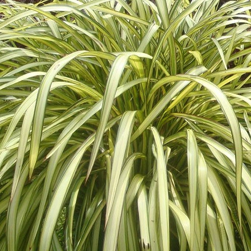 Phormium tenax 'Blondie'Β (Harakeke, Flax)
