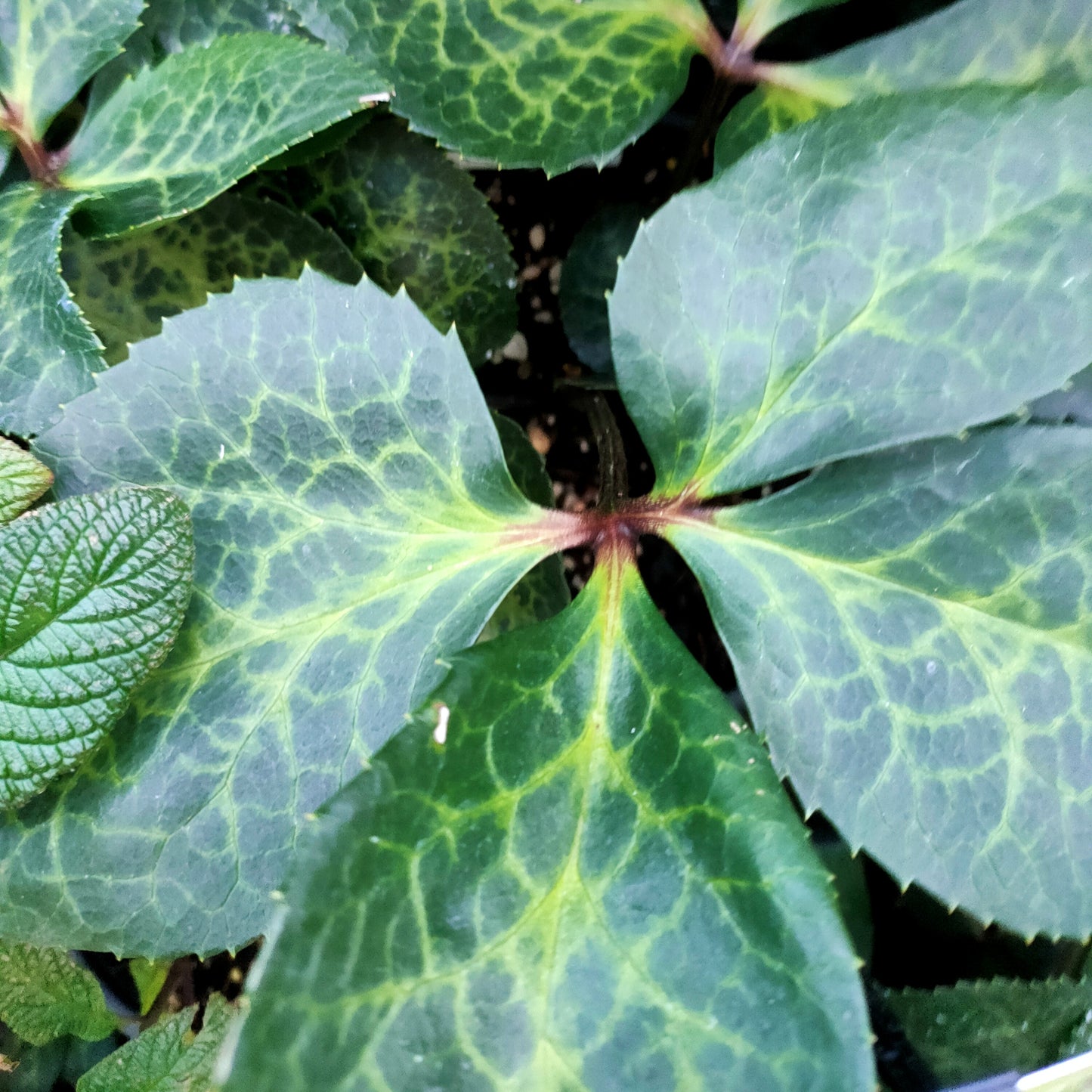 Helleborus 'Anna's Red' (Hellebore)