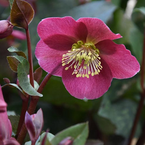 Helleborus 'Anna's Red' (Hellebore)