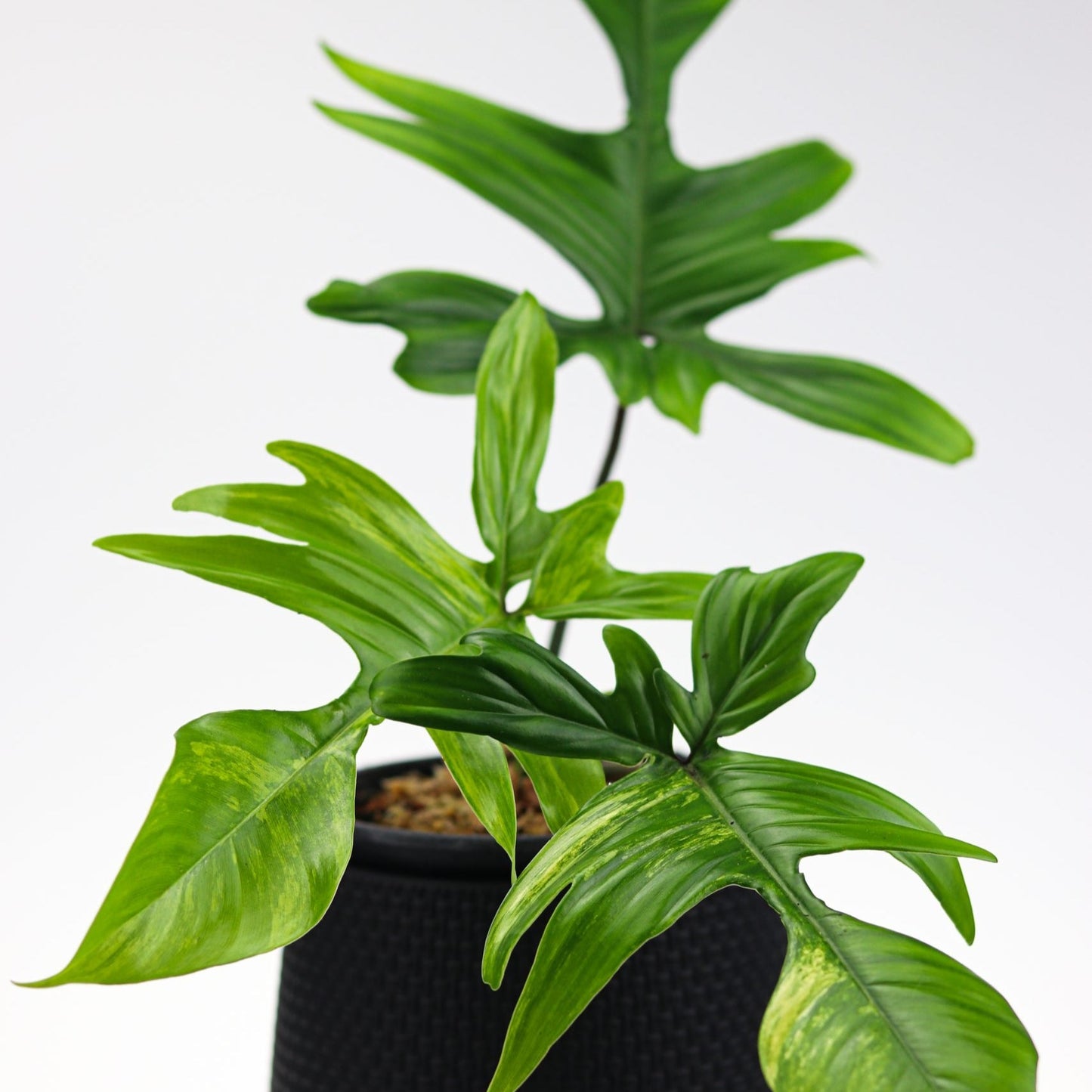 Philodendron 'Florida' S001