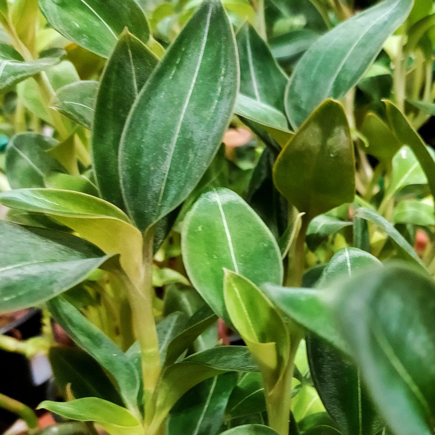 Ludisia discolor 'Black Jewel' (Jewel Orchid) Pikirangi
