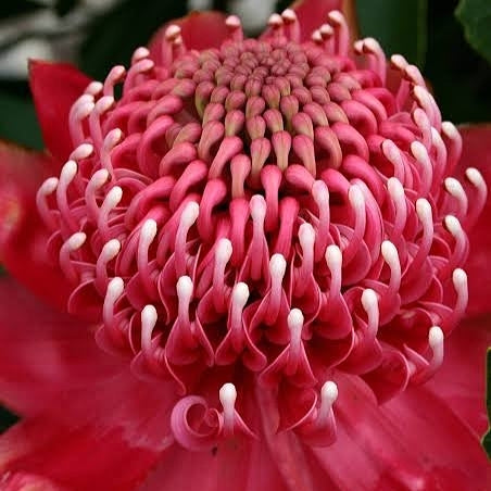 Telopea speciosissima 'Brimstone Blush' (Waratah) Pikirangi