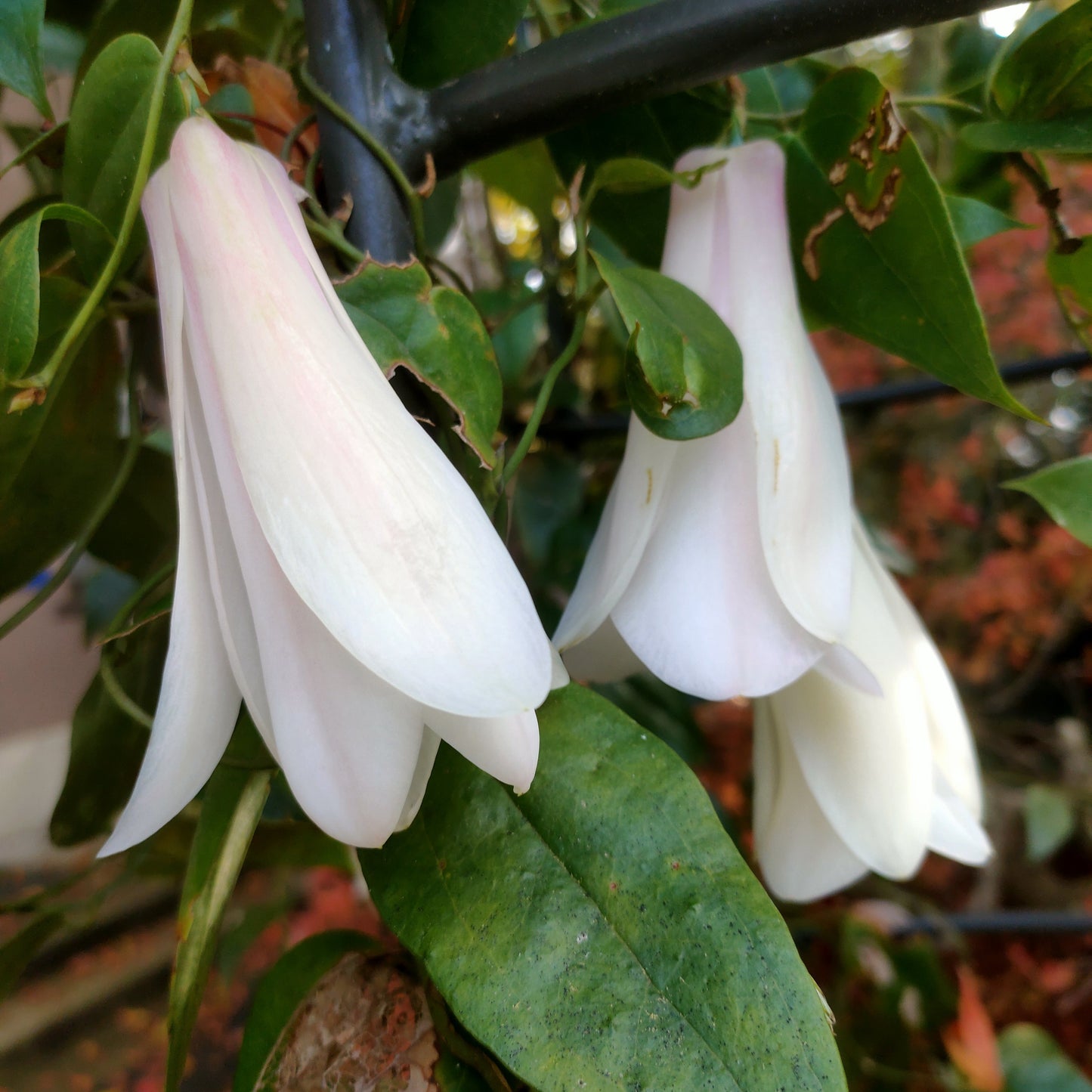 Lapageria rosea 'Alba' (White Chilean Bellflower) Pikirangi