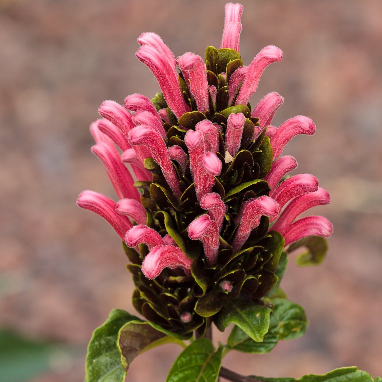 Justicia carnea (Jacobina) Pikirangi