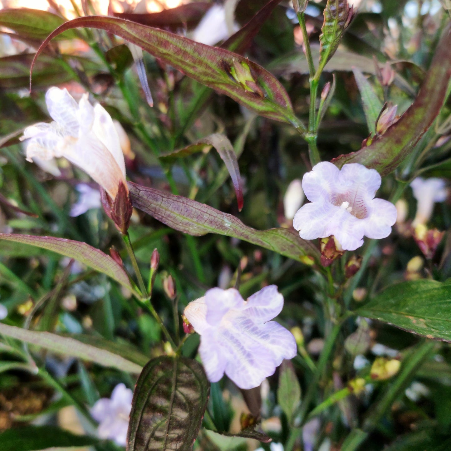 Strobilanthes anisophyllus (Goldfussia) Pikirangi