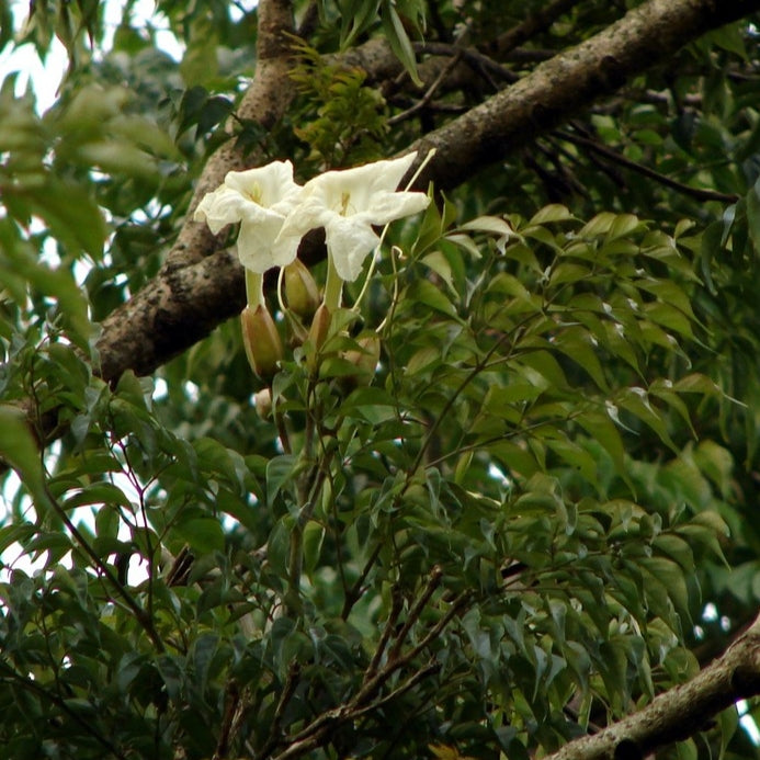 Radermachera sinica (China Doll)