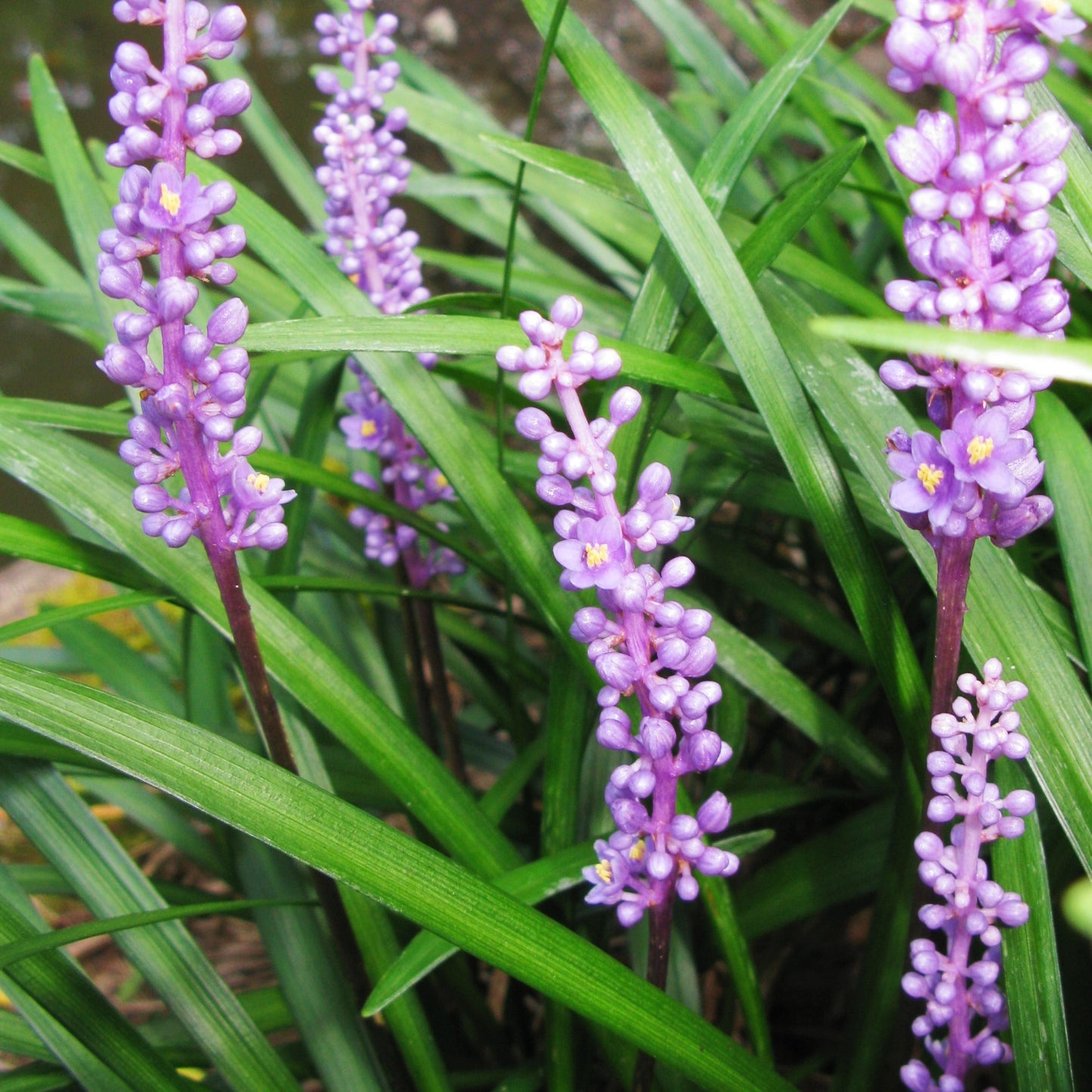 Liriope muscari (Blue Lily Turf) Pikirangi