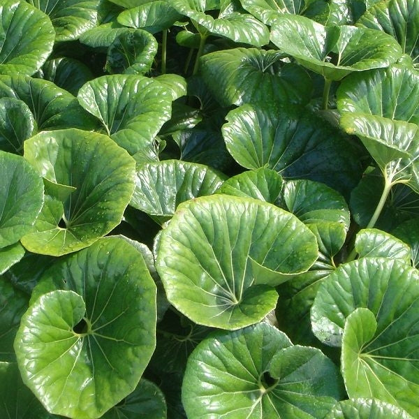 Ligularia reniformis (Tractor Seat Plant) Pikirangi