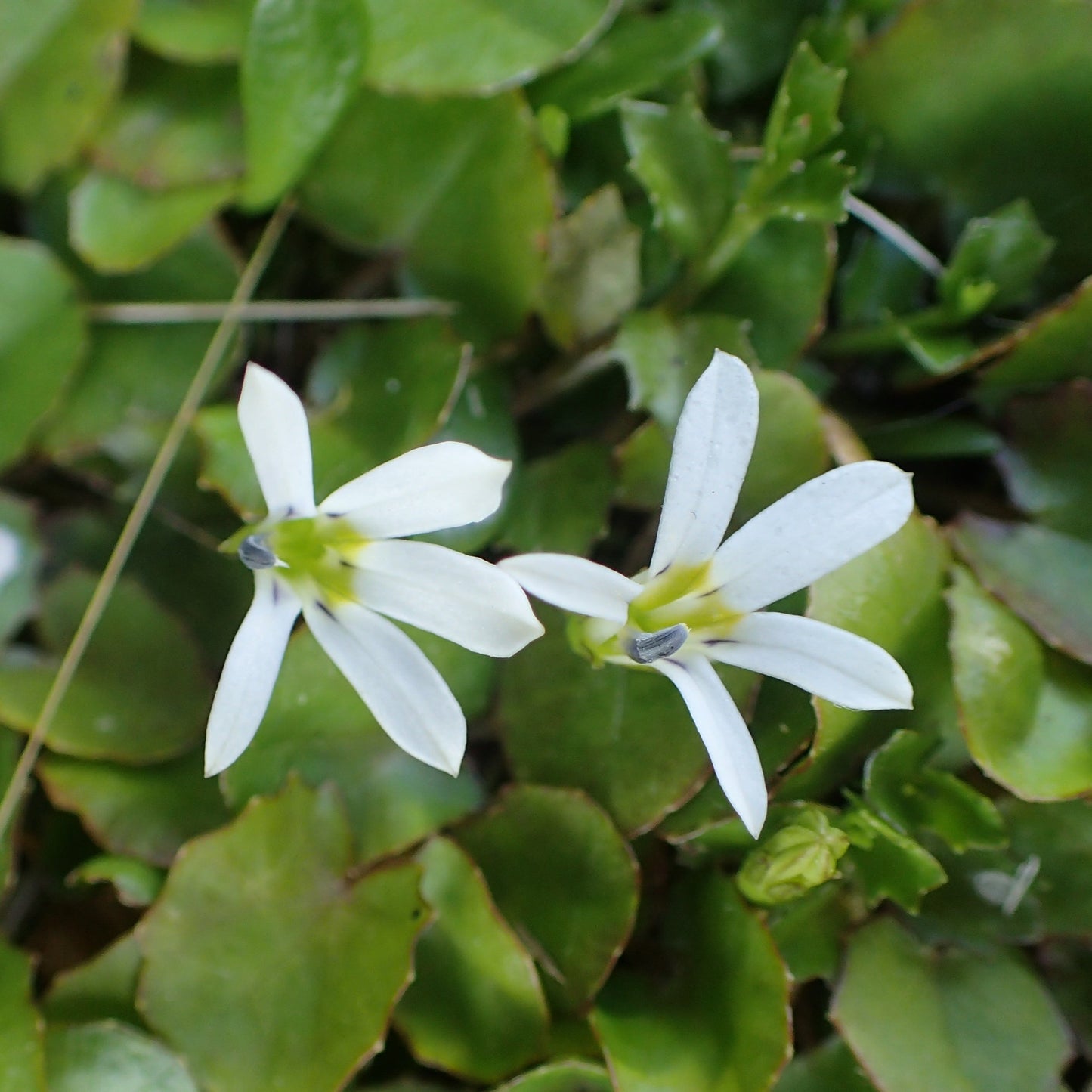 Lobelia angulata (Pānakenake) Pikirangi