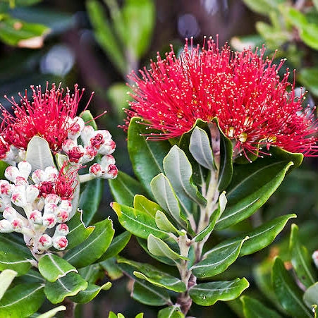 Metrosideros excelsa (Pōhutukawa) S014