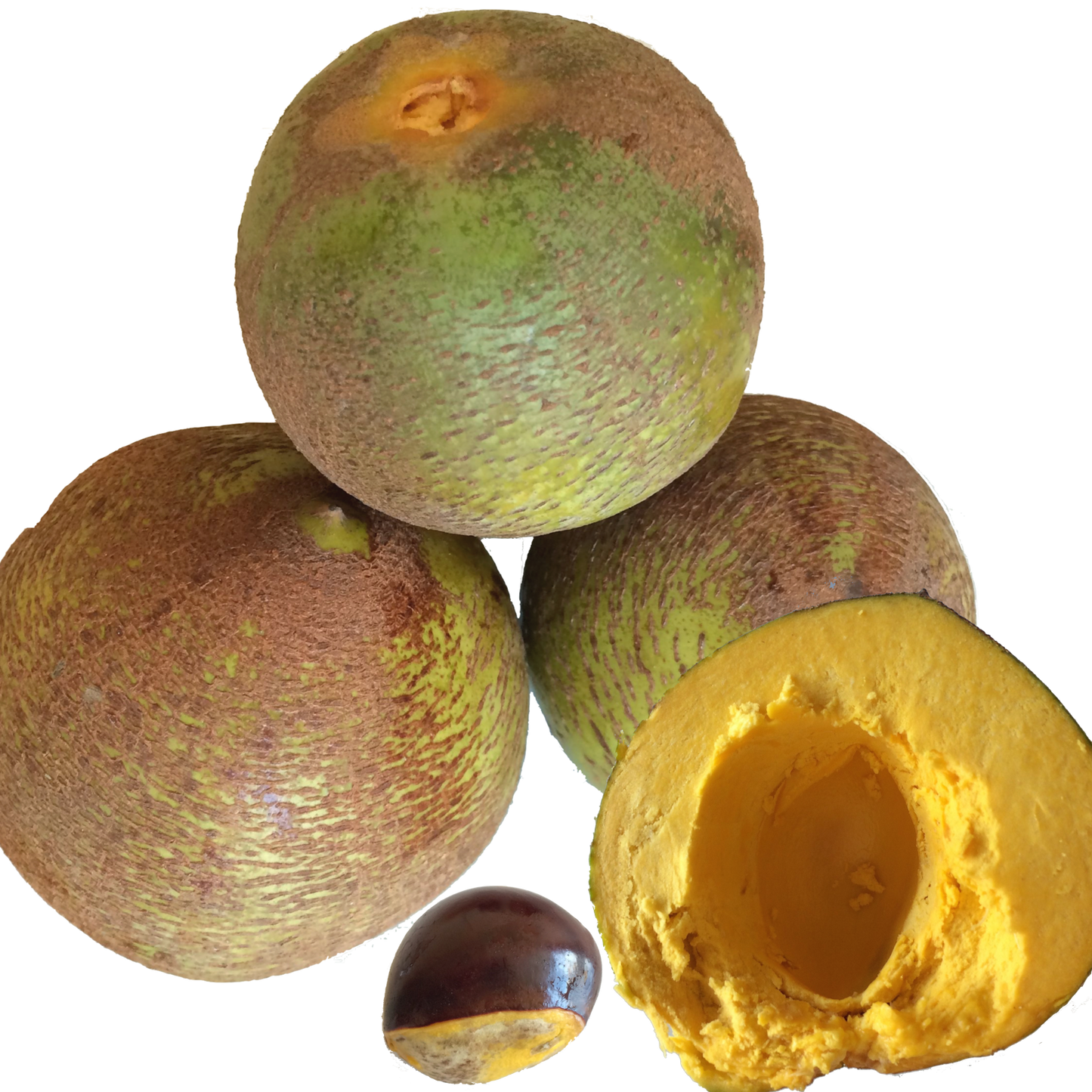 Pouteria lucuma (Lucuma)