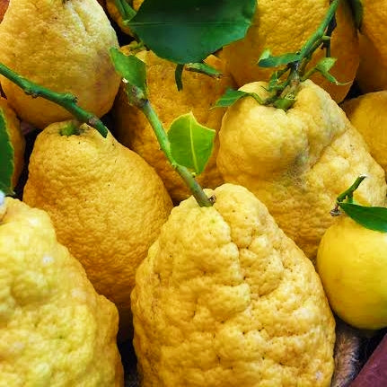 Citrus medica (Etrog, Citron)