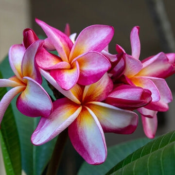 Plumeria rubra (Frangipani) Assorted colours S011