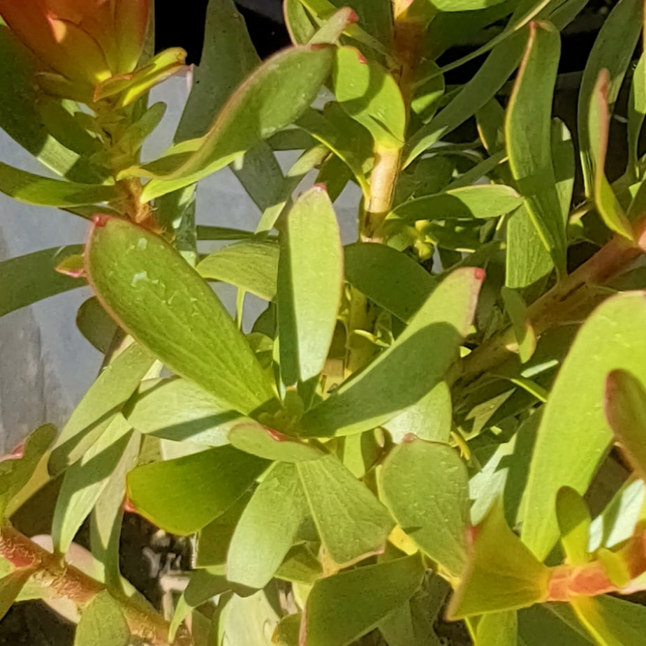 Leucadendron 'Cream Bun' (Conebush)