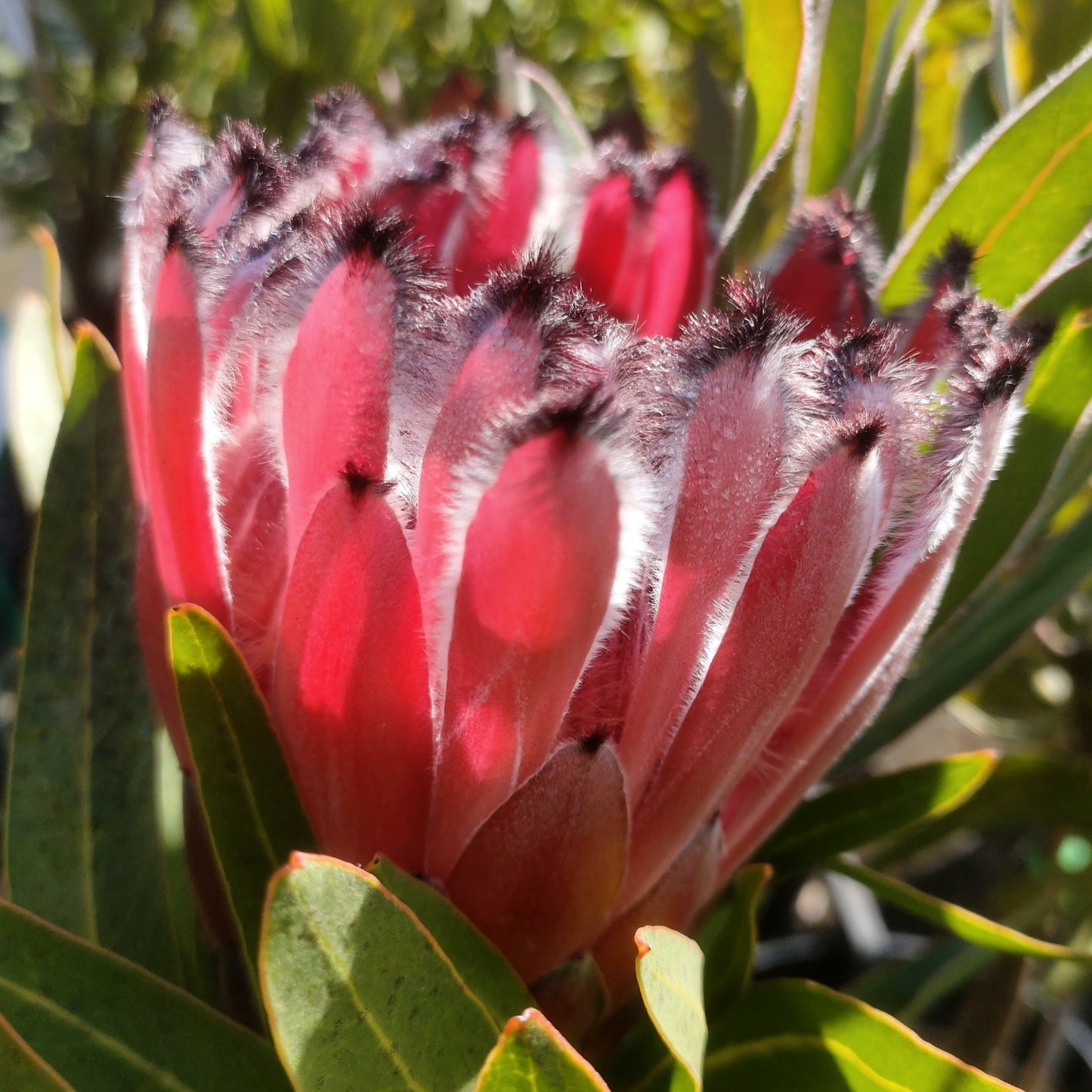 Protea 'Tasman Ruby' S009