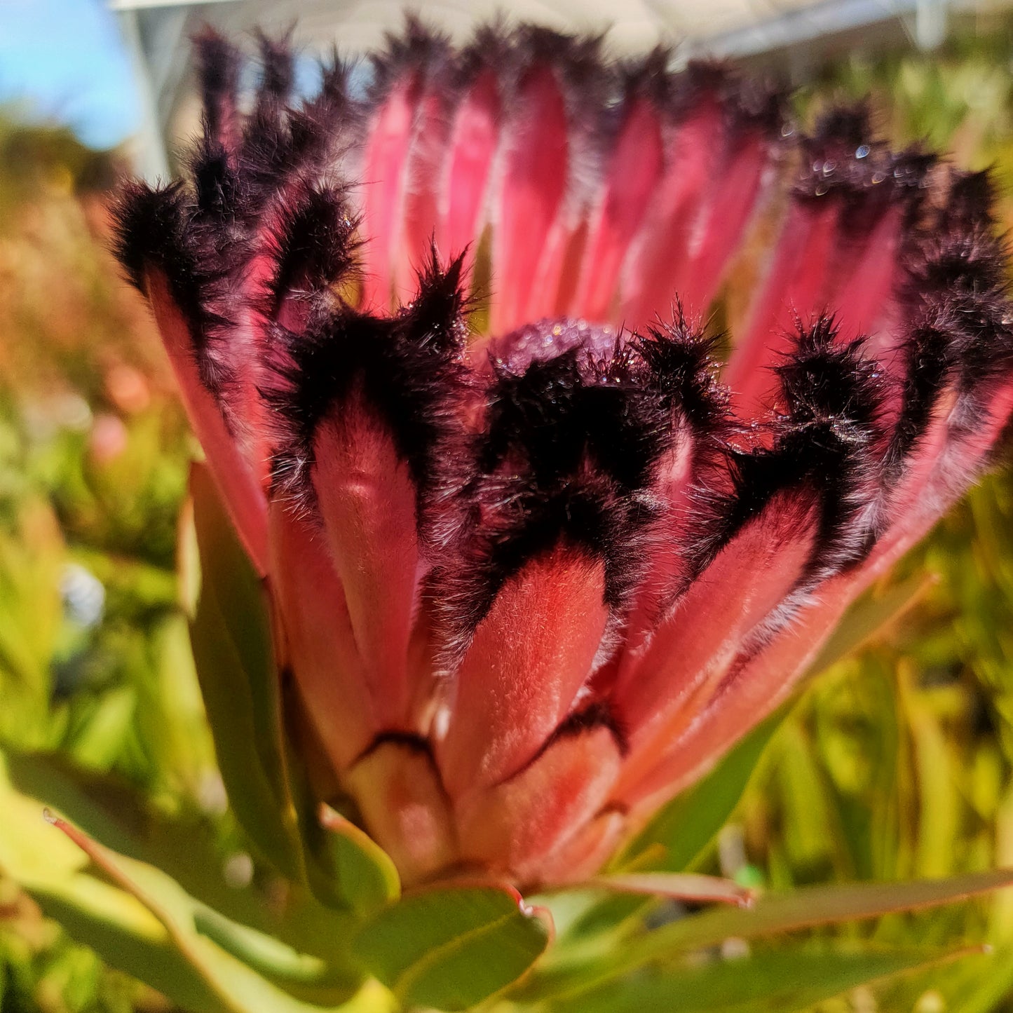 Protea 'Rose Mink'