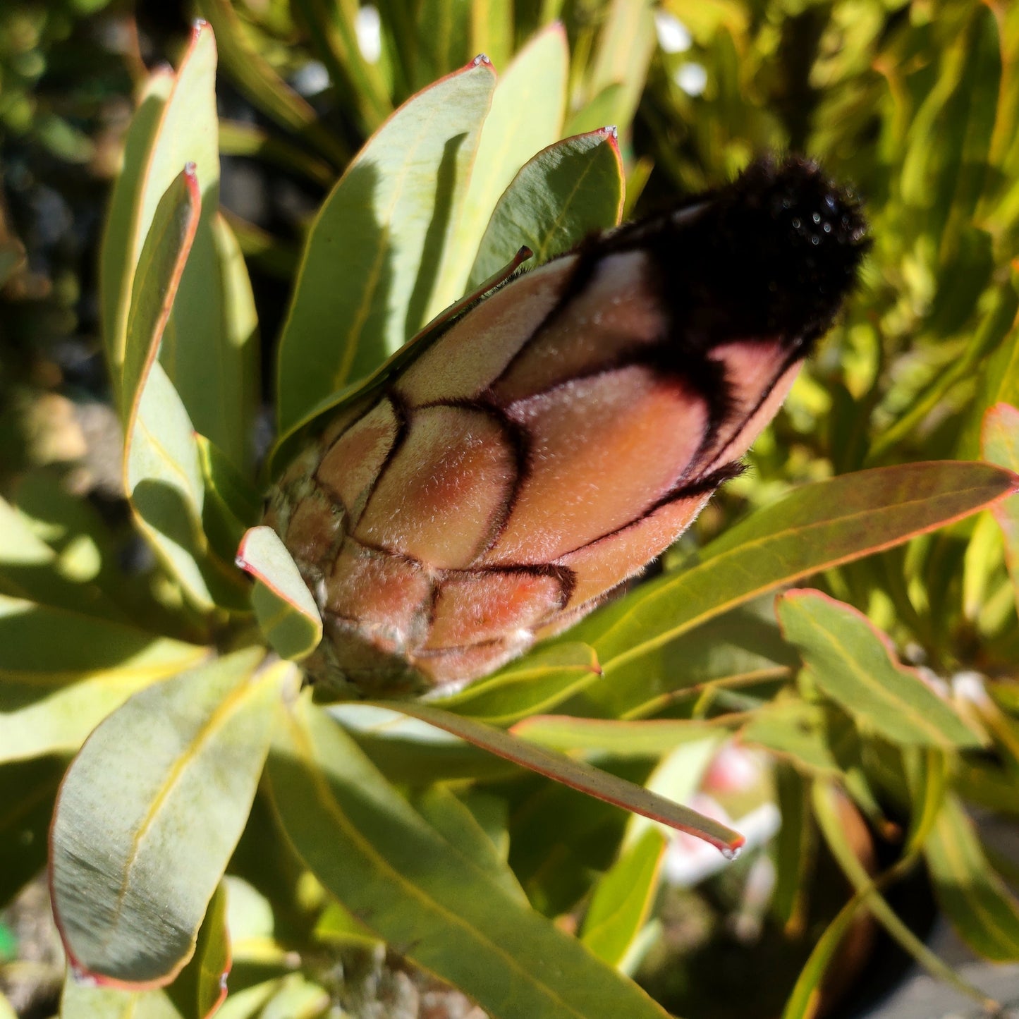 Protea 'Rose Mink' (Sugarbush) S009
