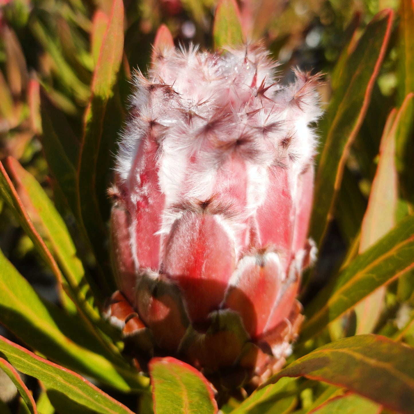Protea 'Snowcrest' (Sugarbush) S009