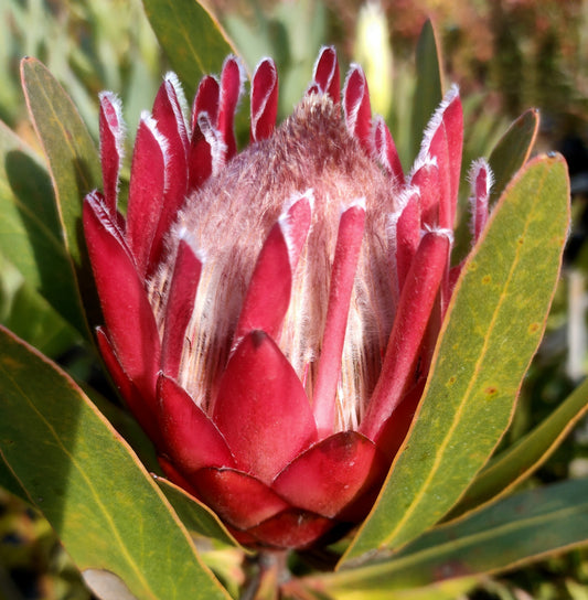 Protea neriifolia 'Red Ice' (Oleander-leaved Sugarbush)