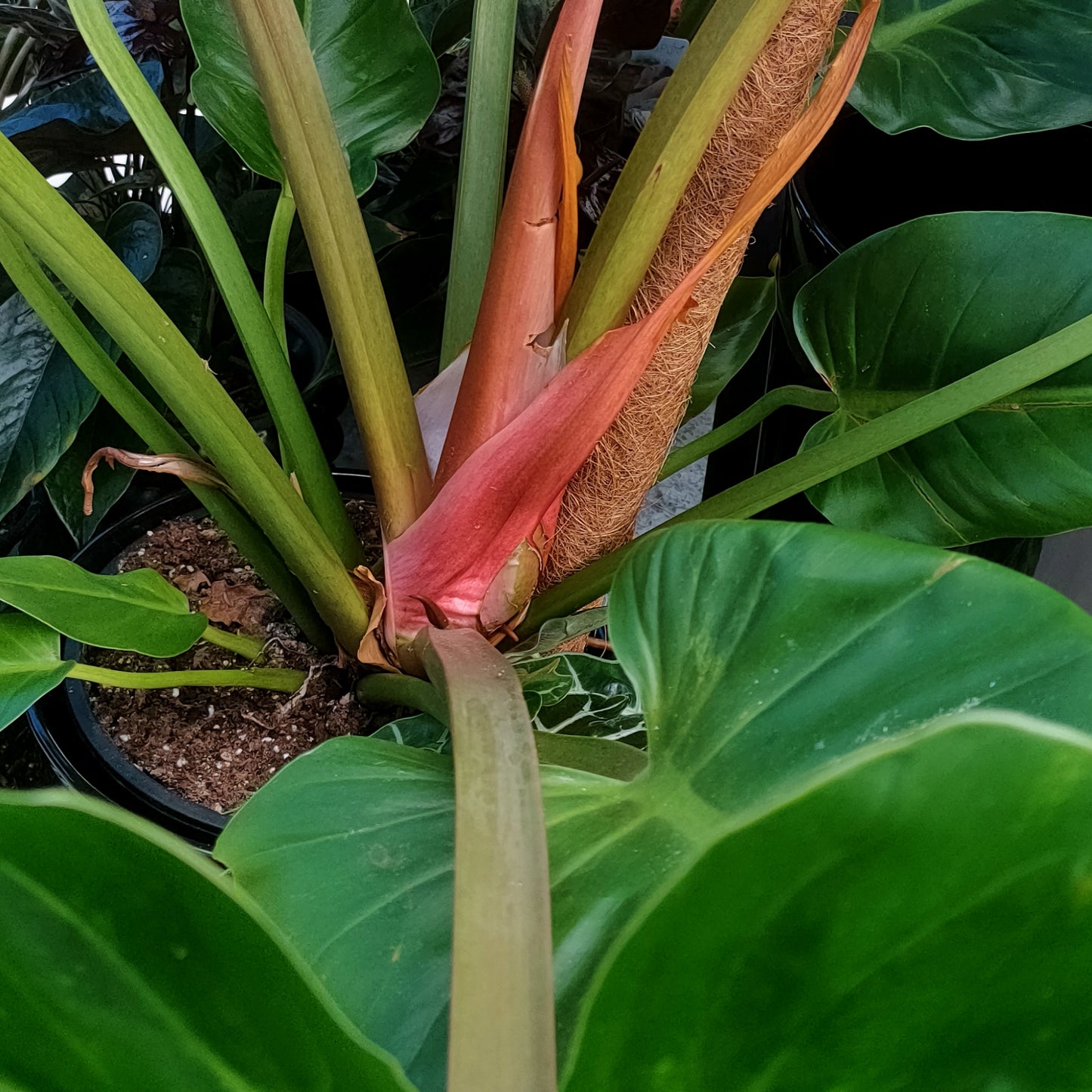 Philodendron giganteum