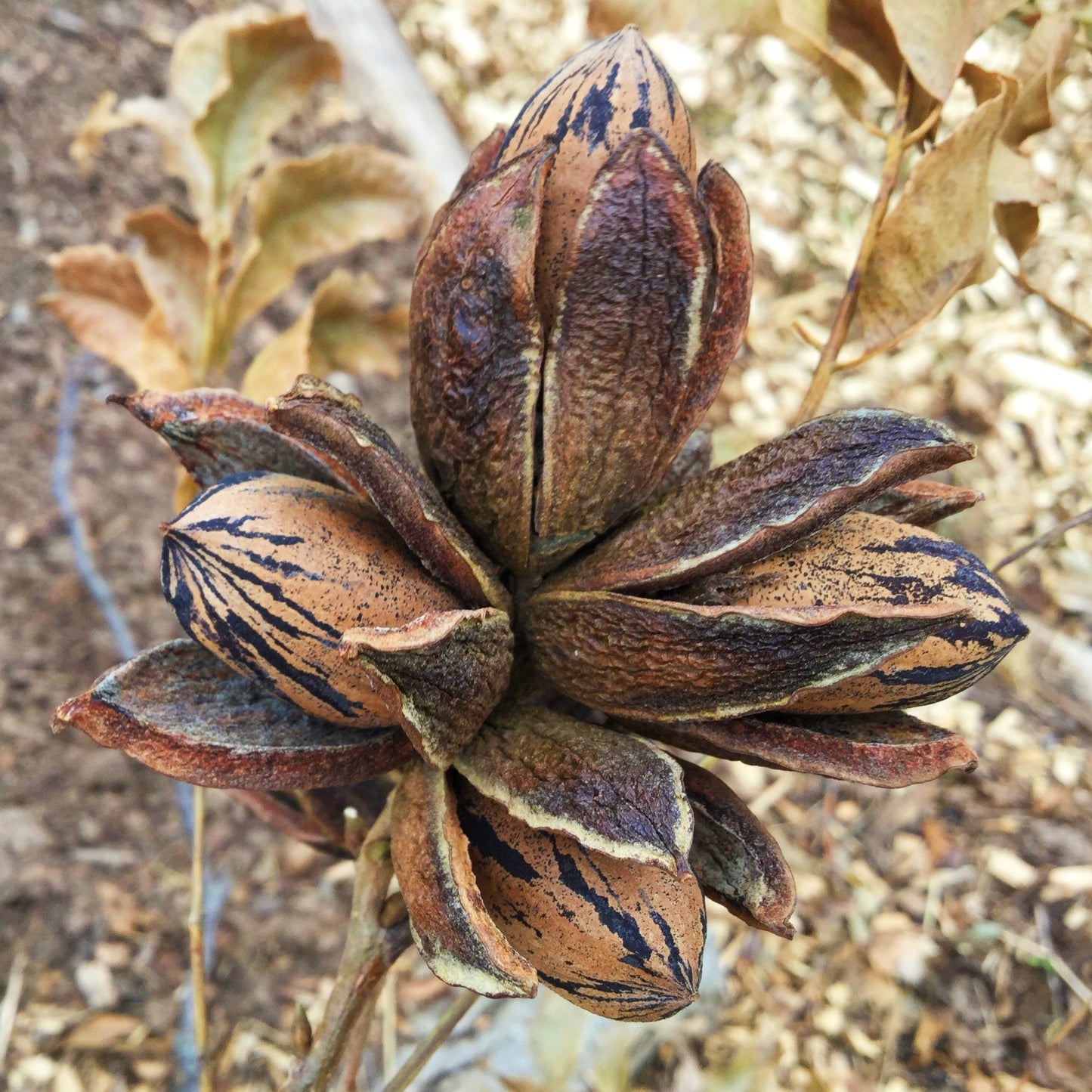 Carya illinoinensis (Pecan)