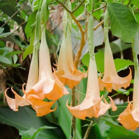 Brugmansia versicolor 'Butterscotch' (Angel's Trumpet) S011