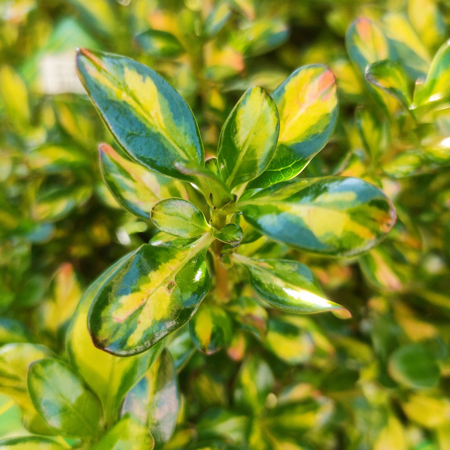 Coprosma 'Lemon & Lime' S003