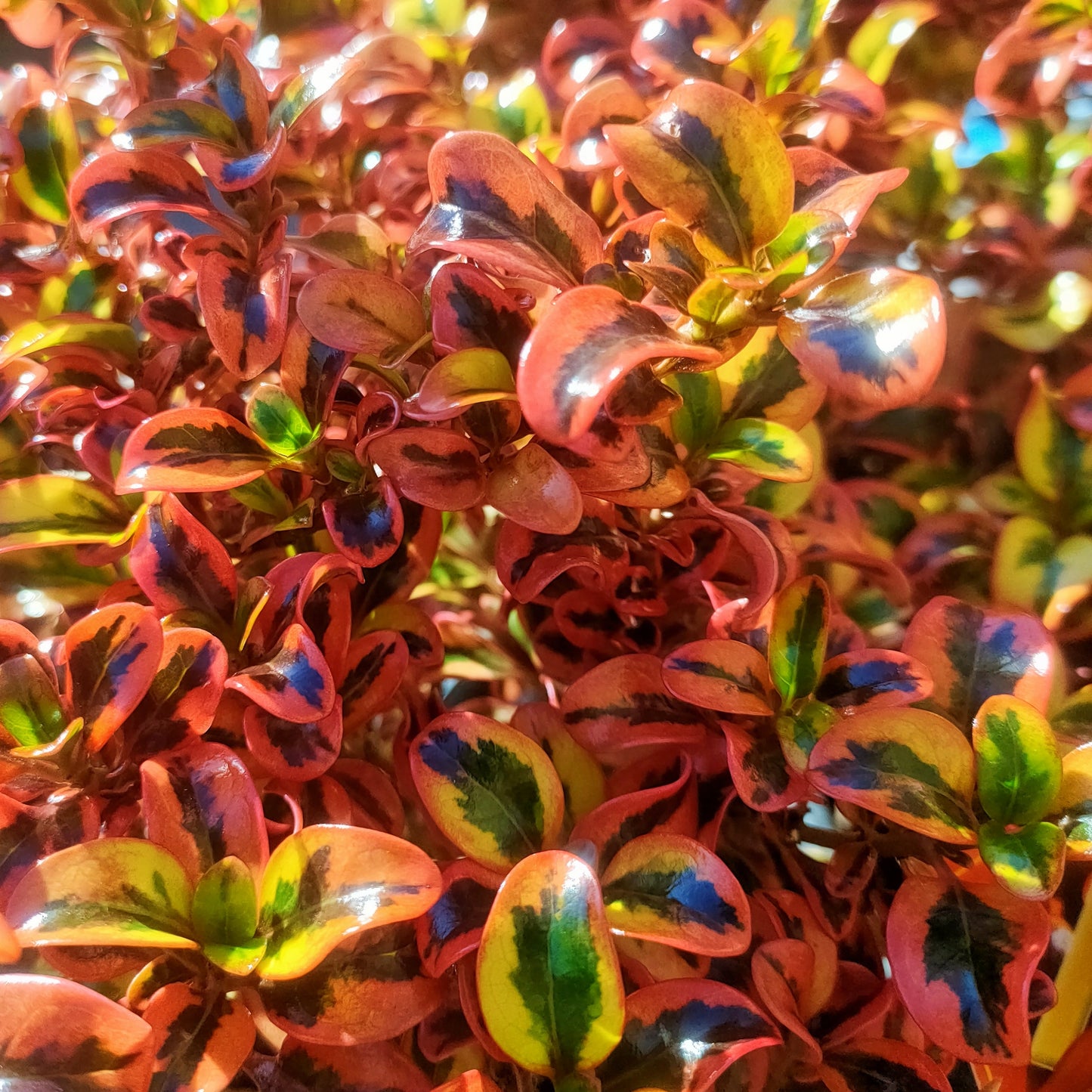 Coprosma 'Inferno' S003