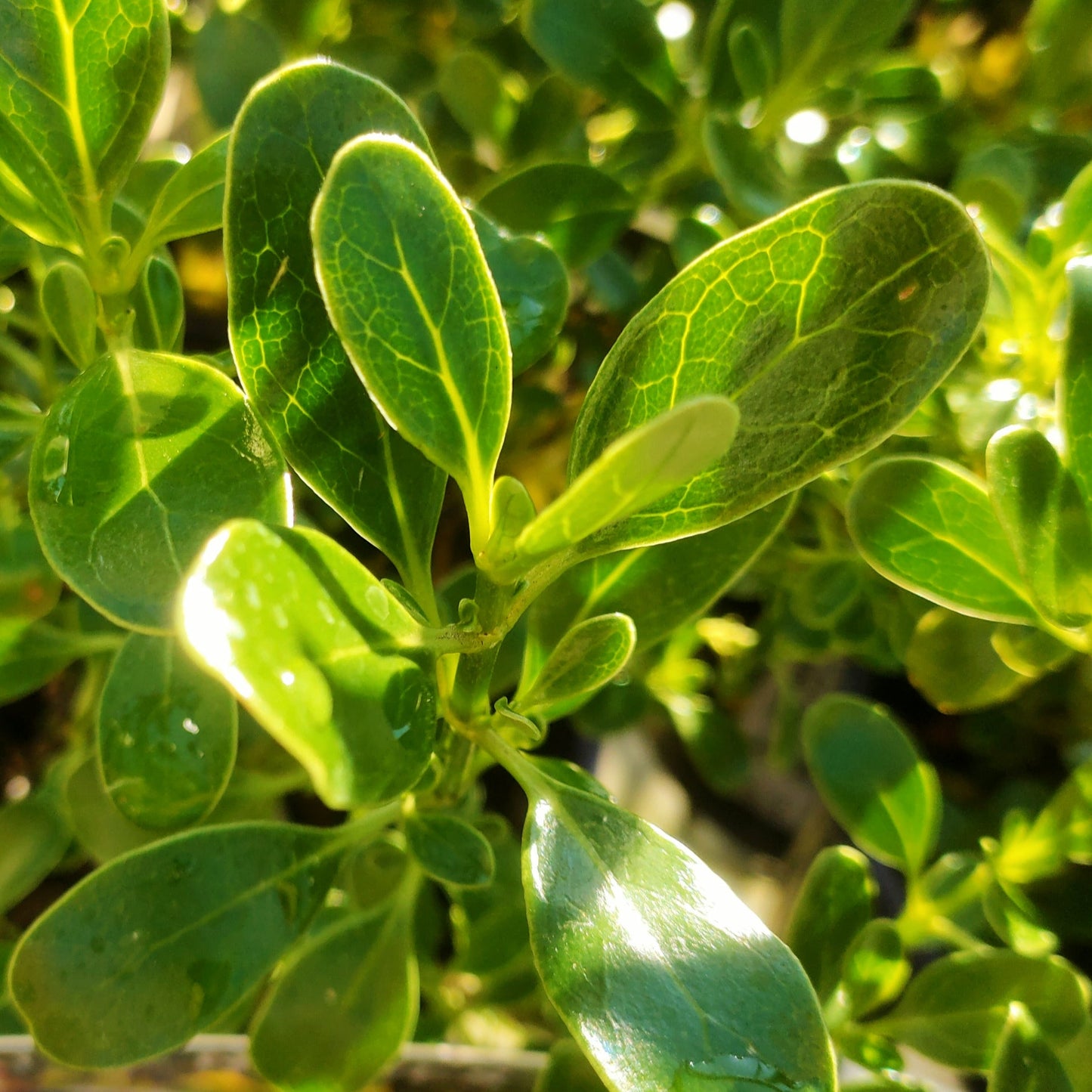 Coprosma repens 'Iti Green' (Mirror Bush) S003