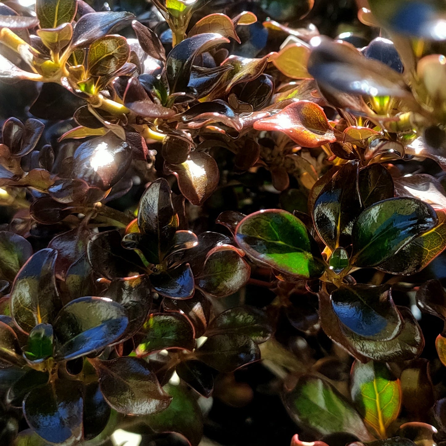 Coprosma 'Karo Red' S003